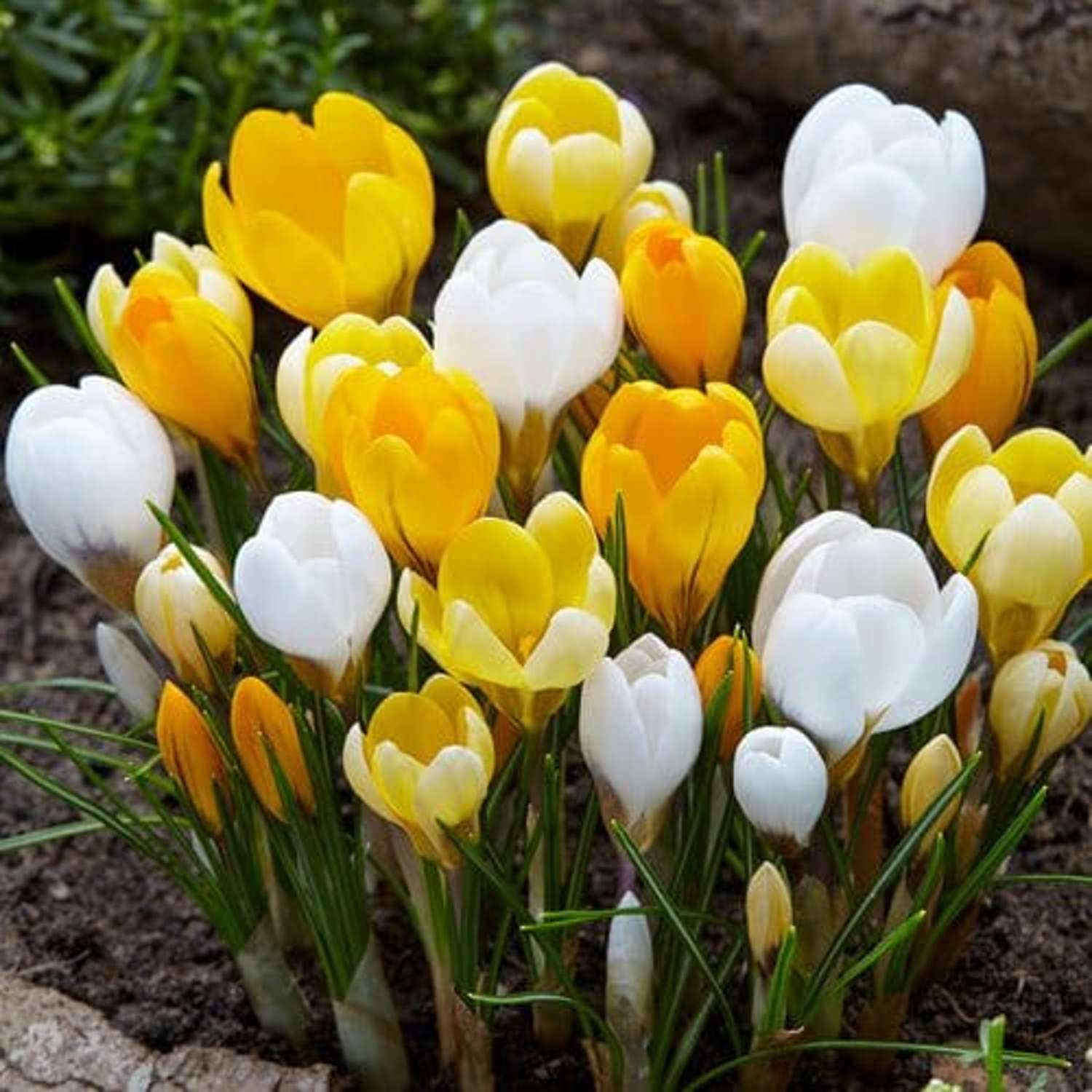 Krookussekoitus 'Liv'